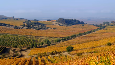 MontGras Handcrafted Riesling 2020 obtiene Medalla de Oro